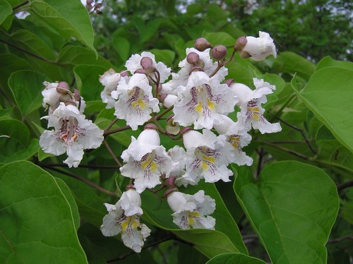 Catalpa tree pot - catalpa,
