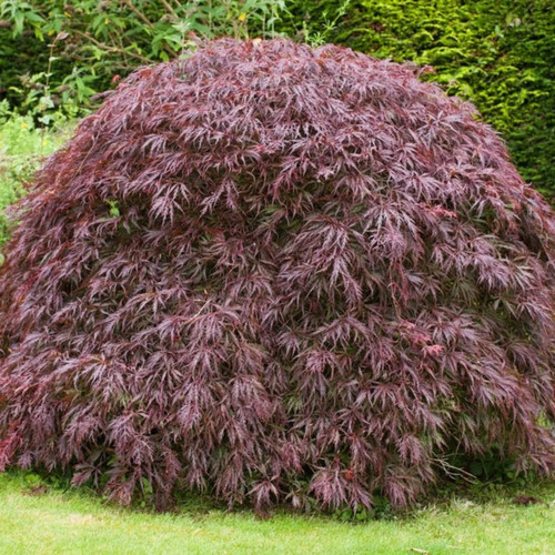 Tamukeyama japanese maple - tamukeyama,