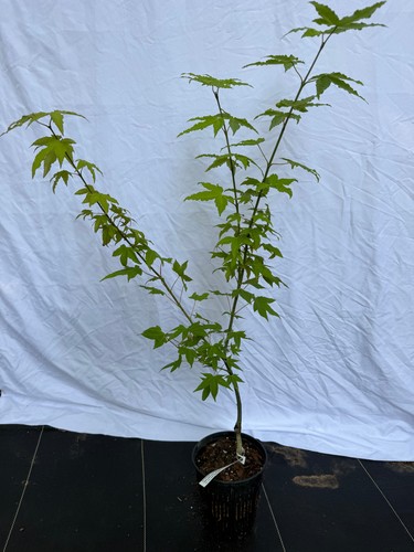 Acer oliverianum hot - acer, 'hot