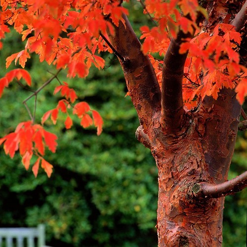 Paperbark maple tree seeds for - tree,