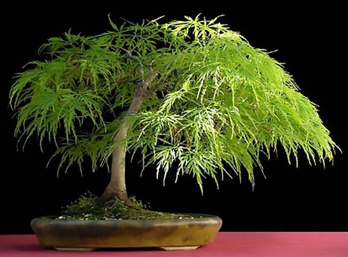 Lace leaf japanese - japanese, maple,