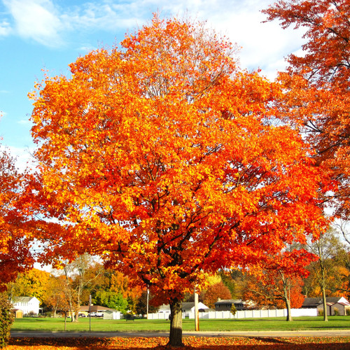 Sugar maple tree - maple,
