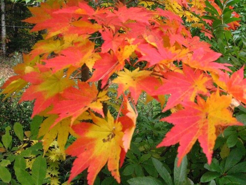 Korean maple acer - maple,,