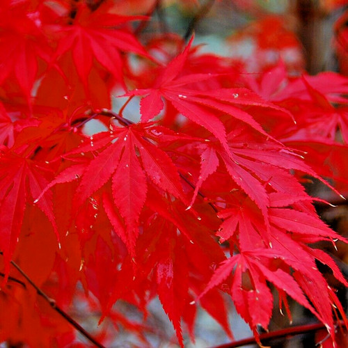 Bloodgood maple seeds - seeds,