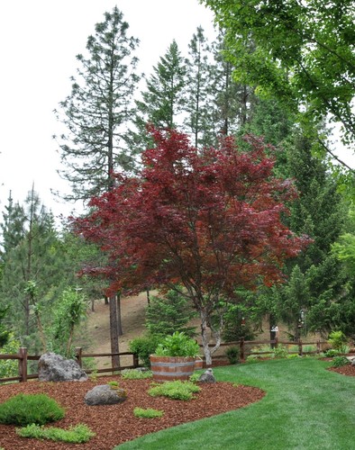 Acer palmatum red emperor - acer,