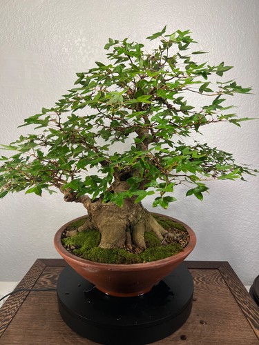 Trident maple bonsai - maple,