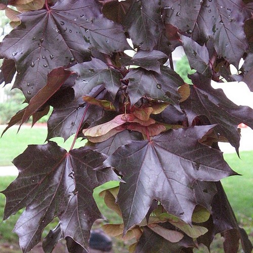 1000 crimson king maple - crimson,