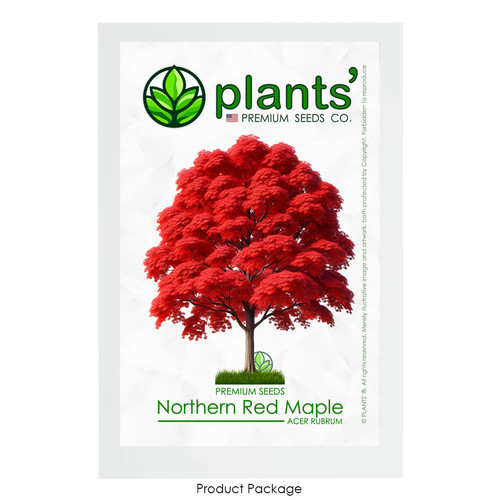 Northern red maple - maple, tree