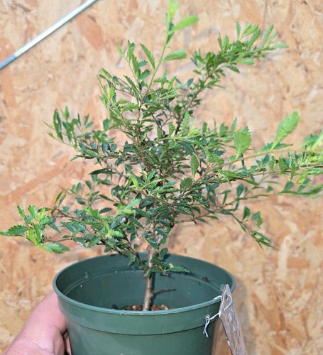Rough bark arakawa yatsubusa - rough,