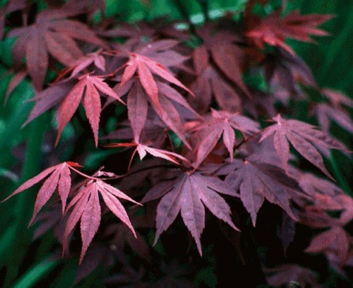 Bloodgood japanese maple - bloodgood,